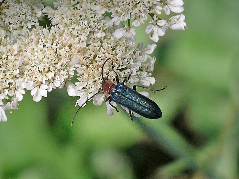 Altro coleottero da determinare: Anogcodes ruficollis